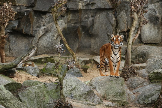 Indochinese tigers, Panthera tigris corbetti, resting and playing in the rocky mountain area. Dangereous predator in action. Tigers in nature habitat. Beautiful wild animals in captivity.
