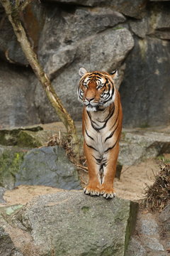 Indochinese tigers, Panthera tigris corbetti, resting and playing in the rocky mountain area. Dangereous predator in action. Tigers in nature habitat. Beautiful wild animals in captivity.