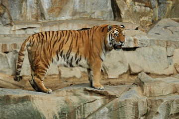 Indochinese tigers, Panthera tigris corbetti, resting and playing in the rocky mountain area. Dangereous predator in action. Tigers in nature habitat. Beautiful wild animals in captivity.