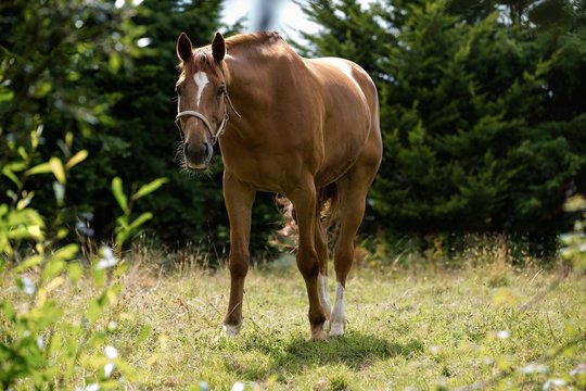 Horse standing in grassy field