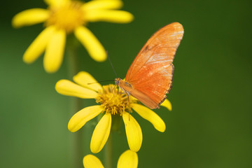 Butterfly (Dryas Iulia) on pink flower.