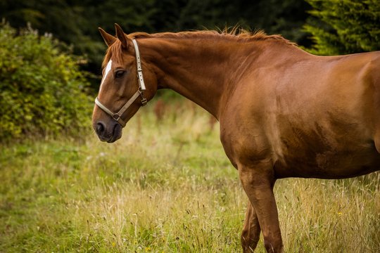 Side view of thoroughbred horse standing in field