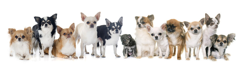 group of chihuahua in studio