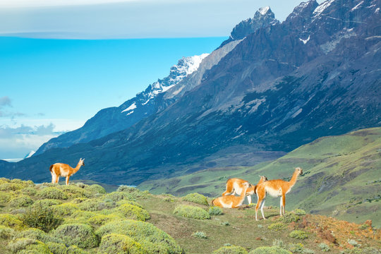 Guanaco lamas in national park Torres del Paine mountains, Patagonia, Chile, South America
