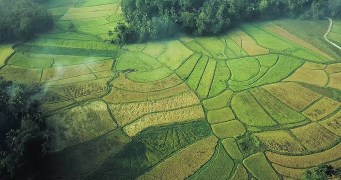 4k aerial movie of countryside with palm, rubber tree and rice field