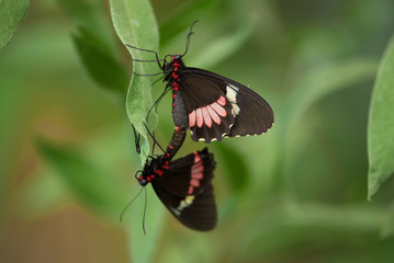 Couple of Butterflies (Heliconus) on green leaf.