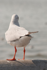seagull stand and looking on the sea.