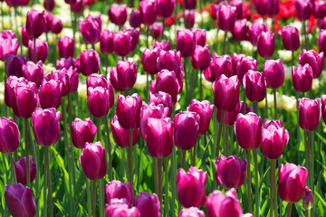 Fototapeta premium Field of beautiful spring tulips