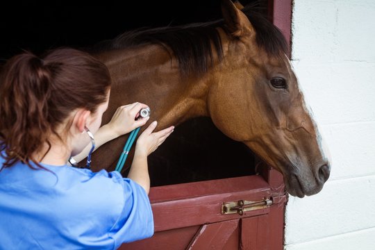 Veterinarian examining horse in a stable
