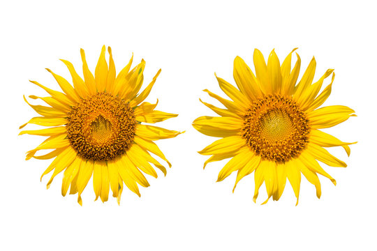 sunflower isolated on white background - clipping paths