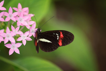 Fototapeta na wymiar Butterfly (Heliconus Melpomene) on pink flower.