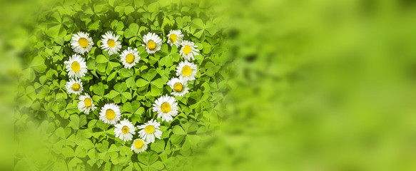 Klee mit Gänseblümchenherz © by-studio