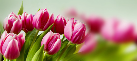 Tulpen
