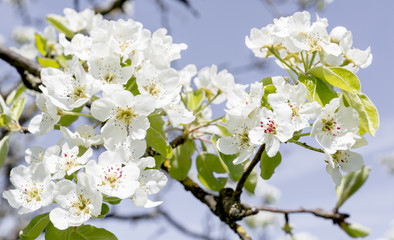 Apfelblüten