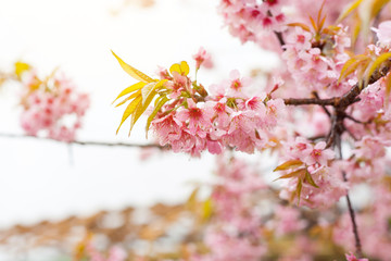 Thai sakura in winter at Chaing mai Province, Thailand.
