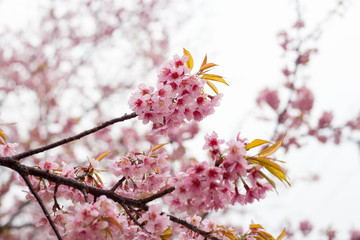 Thai sakura in winter at Chaing mai Province, Thailand.