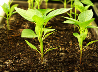 Little sprouts peppers.