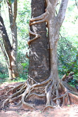 two trees intertwined as if they are holding each other