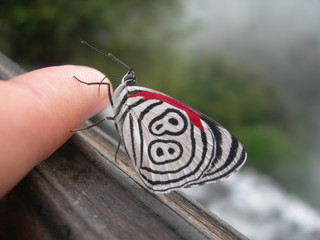 beautiful butterfly walking on the finger of a human, Iguazú, Argentina