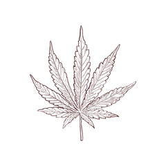 Marijuana or cannabis vector