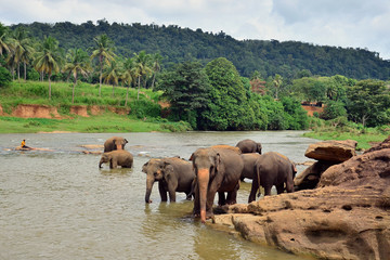 Fototapeta na wymiar A herd of Indian elephants bathes in the river