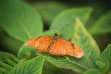 Fototapeta na wymiar Butterfly (Dryas Iulia) on green leaf.