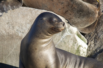 【アルゼンチン】ビーグル水道のアシカ