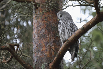 Great Grey Owl