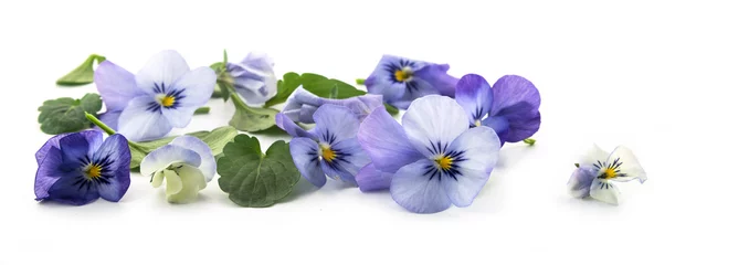 Fotobehang purple blue pansy flowers and leaves, spring banner background in panoramic format isolated with small shadows on a white background, floral design © Maren Winter