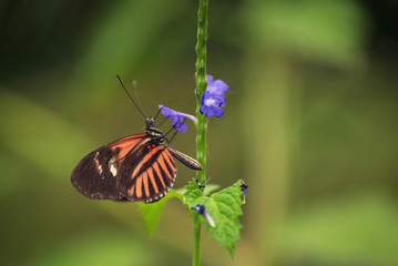 Fototapeta na wymiar Butterfly on violet flower.