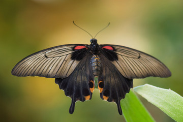 Giant tropical Butterfly (Papilio Memnon) on green leaf.