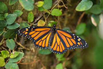 Giant tropical Butterfly (Danaus plexippus).