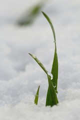 Isolated grass with waterdrops in snow 
