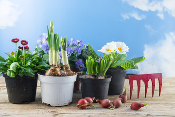 spring flowers in pots and some flower bulbs on rustic wooden boards against the blue sky with clouds, time for season planting in the garden or balcony, copy space