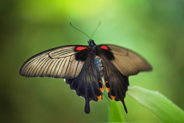 Fototapeta na wymiar Giant tropical Butterfly (Papilio Memnon) on green leaf.