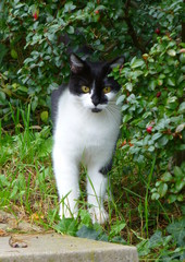 Black and white cat standing next to the bush