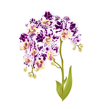 Branches orchid Phalaenopsis  purple flowers and leaves tropical plants  stem and buds on a white background vintage vector botanical illustration for design editable hand draw
