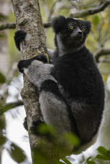Indri - Indri indri, rain forest Madagascar east coast. Cute primate. Madagascar endemite. The largest lemur.