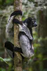Indri - Indri indri, rain forest Madagascar east coast. Cute primate. Madagascar endemite. The largest lemur.