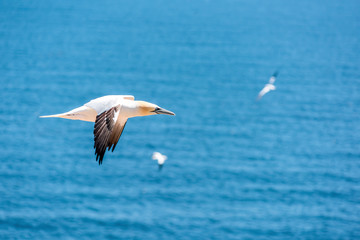 One flying gannet bird isolated against blue ocean in Perce, Gaspesie, Gaspe region of Quebec, Canada by Bonaventure Island