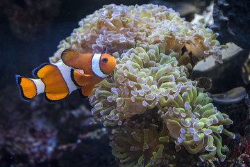 Close up view of a clown fish near an anemone