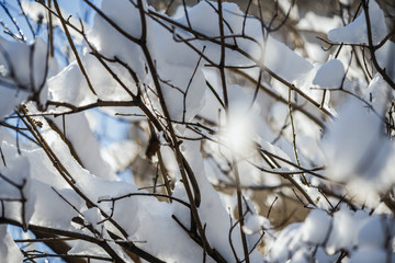 Branches of trees in the snow in late winter against the background of the sky in the sun. 