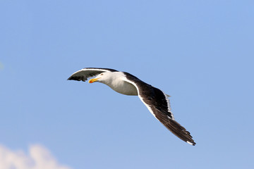 Kelp Gull in flight, Uruguay, South America. Blue sky background.
