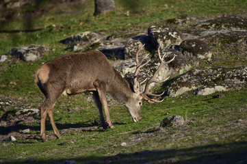 Ciervo, Cervus elaphus, Parque Natural de la Sierra de Andújar, Epaña