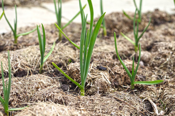 Garlic grows on a bed in even rows, the plants are covered with mulch from dry grass. Growing...