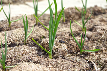 Garlic grows on a bed in even rows, the plants are covered with mulch from dry grass. Growing vegetables with organic farming.