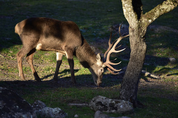 Ciervo, Cervus elaphus, Parque Natural de la Sierra de Andújar, Epaña