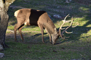 Ciervo, Cervus elaphus, Parque Natural de la Sierra de Andújar, Epaña