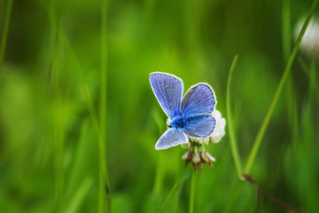 beautiful little blue butterfly sitting on a flower clover in the summer on a Sunny day