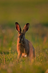european hare, lepus europaeus, Czech republic